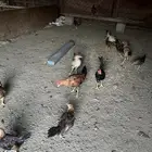 دجاج ل البيع