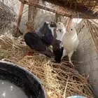 حمام