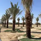 للبيع نخل صفري