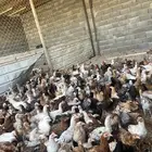 دجاج بلدي وديوك