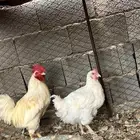 للبيع طقم ديك دجاج ابيض جروم سوبر من طيب