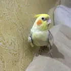 طير كروان انثى