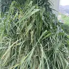 بونيكام علف F1 هجين