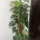 شجرة اصطناعية للبيع