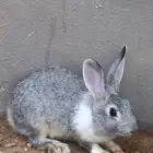 ارانب فرنسيه للبيع