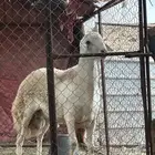 خروف جرم