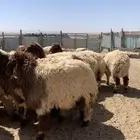 ذبايح للبيع