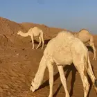 قعود للبيع سنه مفرود للتواصل