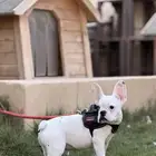 كلاب فرنش بولدوق