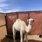 قعود لباني طيب