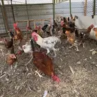 ديوك بادي