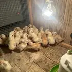صوص دجاج بلدي العمر يوم