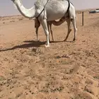 عشراء ثنو منتج تحتها قعود