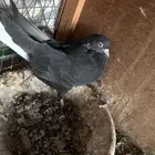 حمام قلابي
