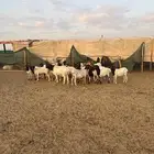 شياه برابر طيبه