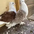 زوج حمام مفتل