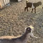 تيسين طيبه لحم