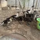 بط مصري