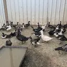 بط مشكل ذكور واناث