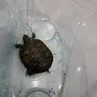 سلحفاة بحجم كف اليد