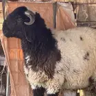 مشروع فحل نعيمى