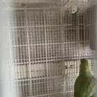 انثى دره