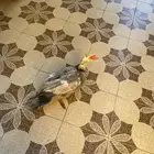 ذكر بط للبيع