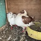 جوزين كنق منتجه شرط