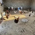 بيض مخصب (دجاج ترثه) عربي غير مهجن