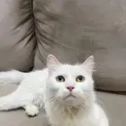 قطط