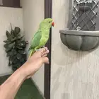 دره أليف