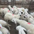 سواكن بيض