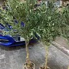 شجرة الزيتون