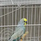 عصفور بادجي للبيع