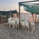 رخال حريات