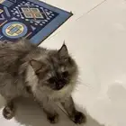 قطط اتبني