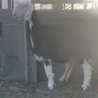 رخل نجدية صنف فاخر