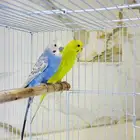 للبيع زوج طيور الحب (ذكر وانثى ) مع القفص