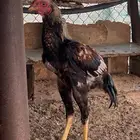 ديك شامو يباني مكس سندي (ناوان)