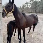 فرس شعبيه