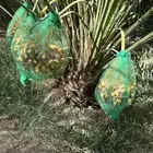 نخل مثمر خلاص وصقعي وشيشي وانواع أخرى