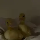 بط للبيع بكامل اغراضهم