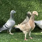 للبيع حمام هومر