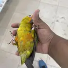 صن كنيور