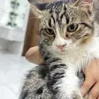 للتبرع قطاوه