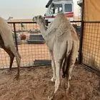 للبيع قعود قصب
