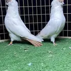 زوج هلمت ( تم البيع خارج الموقع )
