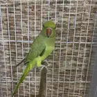 دره هندي ذكر