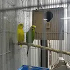 طيوربادجي