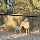 شاة للبيع تامة